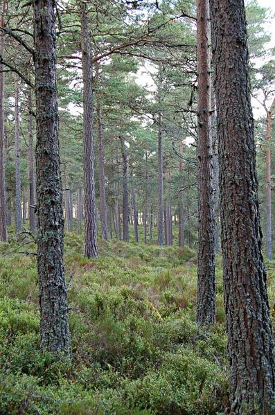 File:Abernethy Forest - geograph.org.uk - 212234.jpg