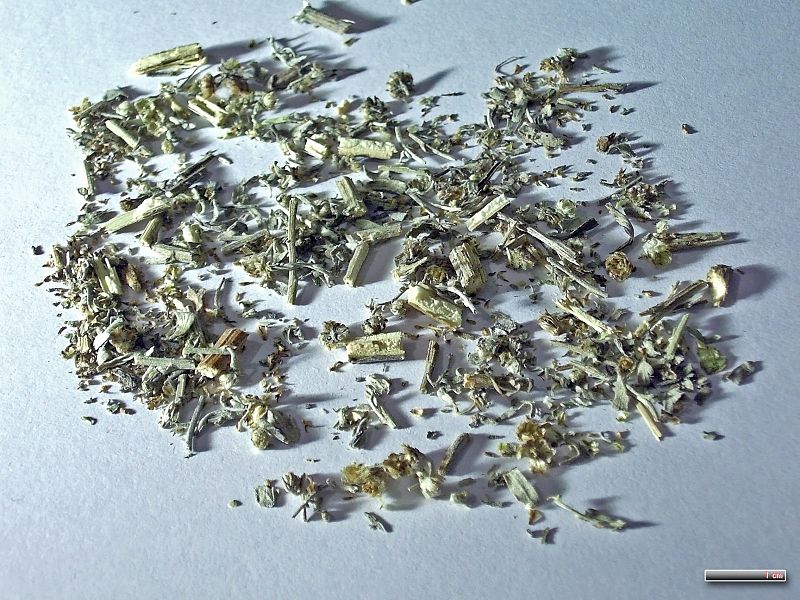 File:Absinthii herba 169003.jpg