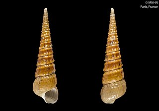 <i>Abyssochrysos bicinctus</i> Species of gastropod