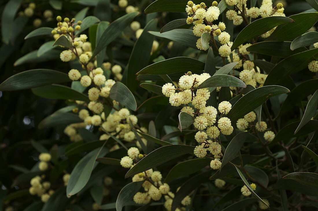 Acacia melanoxylon