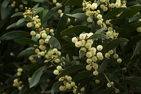 Acacia_melanoxylon