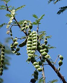 Seed pods Acacia nilotica, peule, a, Uniegeboutuine.jpg