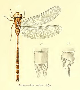 Acanthaeschna victoria.jpg