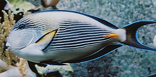 <span class="mw-page-title-main">Acanthuridae</span> Family of fishes with caudal spines