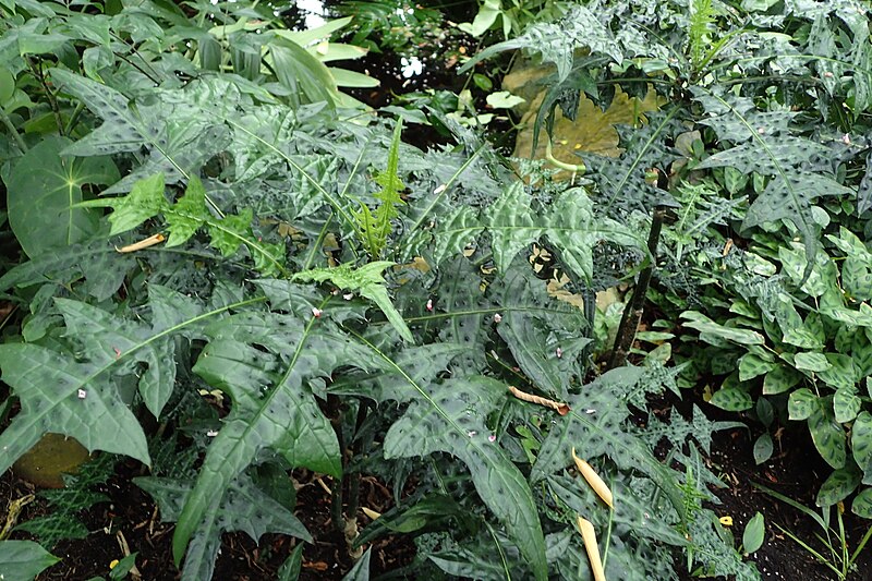 File:Acanthus montanus kz1.jpg