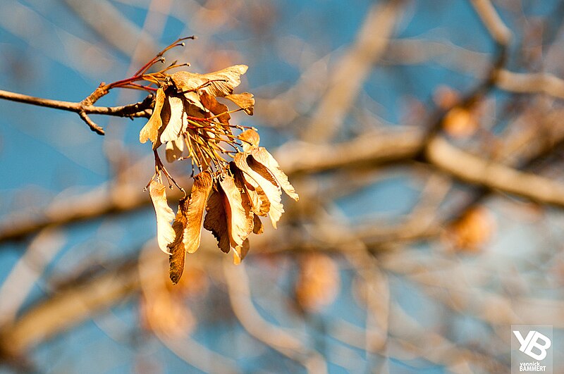 File:Acer in Biel (5175800734).jpg