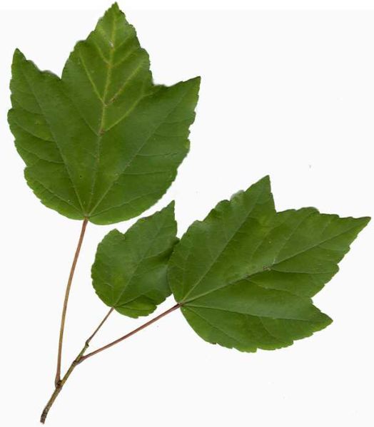 Файл:Acer rubrum.jpg