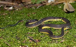 <i>Achalinus werneri</i> Species of snake