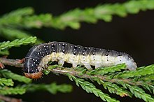 Ličinka Achlya flavicornis.jpg