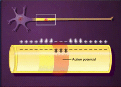 Action potential propagation in unmyelinated axon.gif