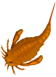 Eurypterid - Wikipedia