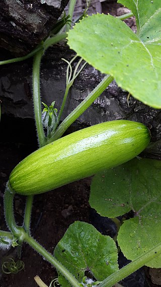 <span class="mw-page-title-main">Aehobak</span> Edible summer squash commonly used in Korean cuisine