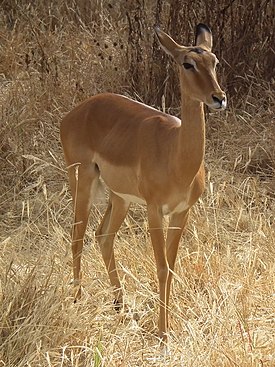 Aepyceros melampus Impala in Tanzania 0821 cropped Nevit.jpg