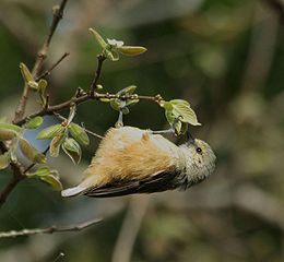 Afrikai függőcinege (Anthoscopus caroli)