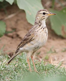 <span class="mw-page-title-main">African pipit</span> Species of bird