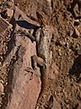 * Nomination Hires picture of a Namibian Rock Agama (Agama planiceps) at Twyfelfontein, Namibia. -- Lycaon 07:31, 8 August 2007 (UTC) * Promotion Good resolution and sharpness. Only the shadow in its face is abit unfortunate. --Dschwen 07:41, 8 August 2007 (UTC)