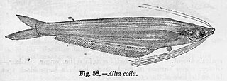 <i>Ailia coila</i> Species of fish