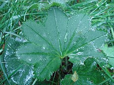 Alchemilla filicaulis leaf (01).jpg