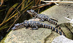 Thumbnail for File:Alligator mississippiensis 2 babies.jpg