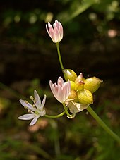 Type species: Allium canadense Allium canadense, 2015-06-10, Fox Chapel, 01.jpg