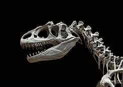 Allosaurus fragilis moulage MNHN paleontologie 1.JPG