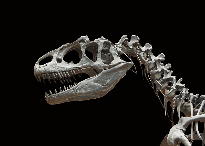 File:Allosaurus fragilis moulage MNHN paleontologie 1.JPG