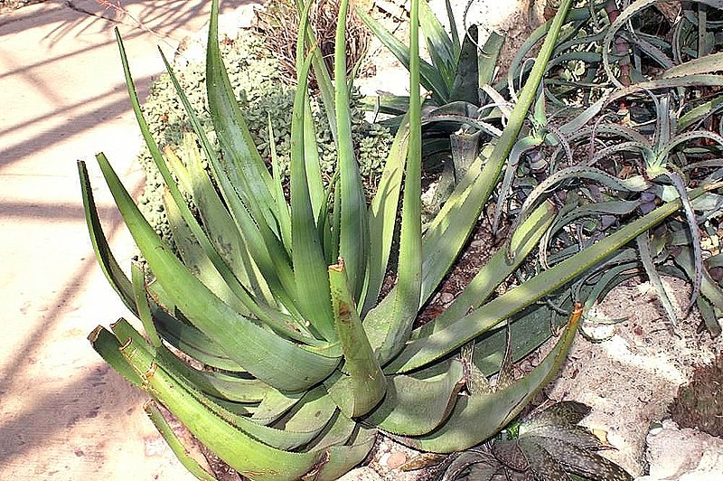 File:Aloe cryptopoda 0zz.jpg