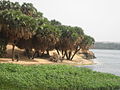 Along the Nile (2428662378).jpg