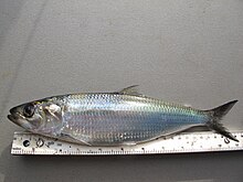 Alosa maeotica.jpg