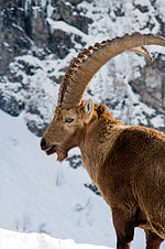 Vorschaubild für Capricorn