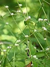 Alternanthera sessilis di Kadavoor.jpg