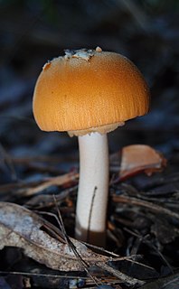 <i>Amanita armeniaca</i> species of fungus