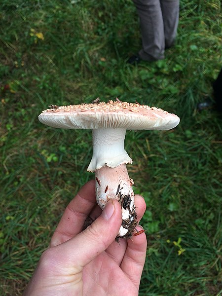 Fayl:Amanita rubescens 103891268.jpg