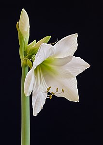 Amaryllis (Hippeastrum) 26-01-2021. (actm.) 05