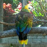 Amazona guildingii -Ботаникалық бақтар -Kingstown -Saint Vincent-8a-4c.jpg