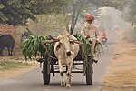 Miniatuur voor Bestand:An Old man Taking Grass On Caret For Cattles In Gholia Klan Village.Moga Punajb India.jpg