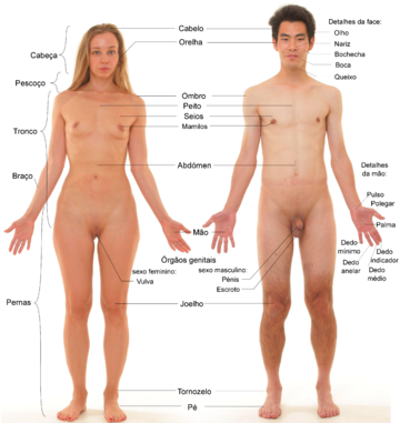 File:Anatomia humana.png