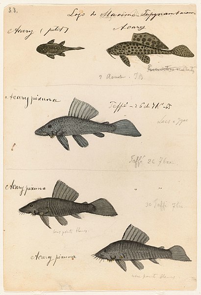 File:Ancistrus sp., Glyptoperichthys gibbiceps, and Hypancistrus sp.? (Teffe, Brazil, August-September 1865; 5 fish).jpg