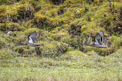Andean teal (Anas andium andium) males in flight Chingaza 2.jpg