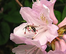 Andrena cornelli performing buzz pollination of Azalea. Andrena cornelli. buzz.jpg
