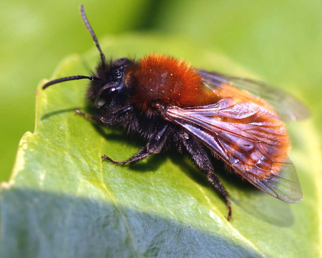 Andrena