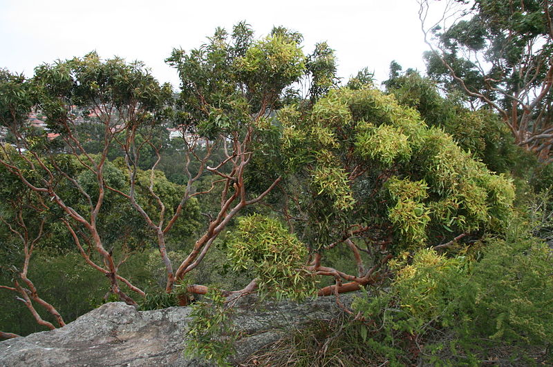 File:Angophora costata NGH2.JPG