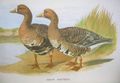 Illustration from Hume and Marshall's Gamebirds of India, Burmah and Ceylon. Greenland White-fronted Goose is similar to left bird.