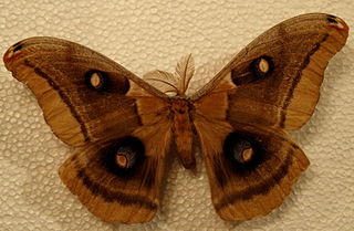 <i>Antheraea oculea</i> Species of moth
