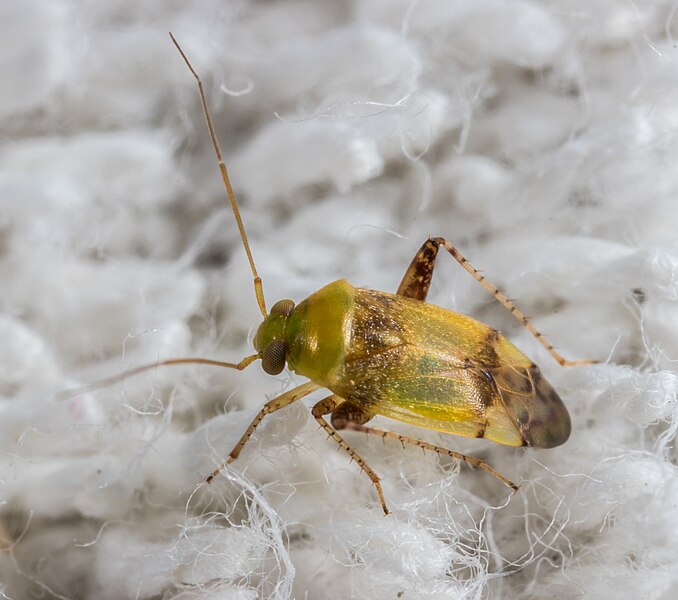 File:Anthophilolygus bakeri 28396901.jpg