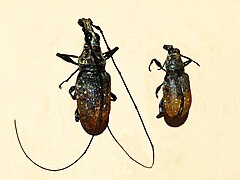 Anthribidae - Mecocerus wallacei.JPG