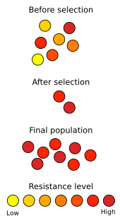 Selection in action: resistance to antibiotics grows through the survival of individuals less affected by the antibiotic. Their offspring inherit the resistance. Antibiotic resistance.svg