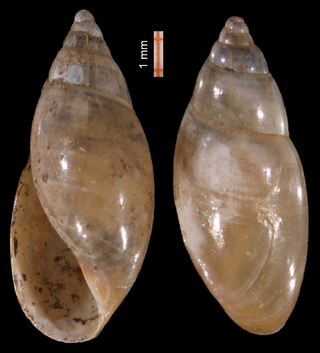 <i>Aplexa hypnorum</i> Species of gastropod