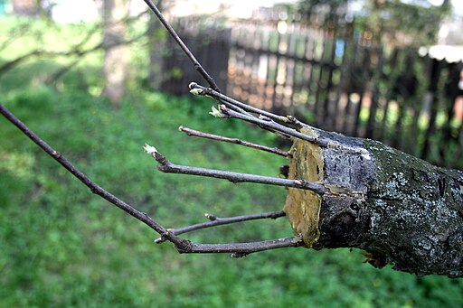 Apple tree grafting 2