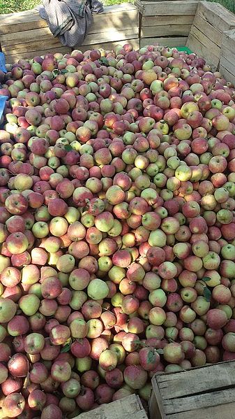 File:Apples of tribjee arwani, Bijbehara 1.jpg